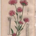 Louis van Houtte (1810-1876): Flore des Serres et des Jardins de l'Europe